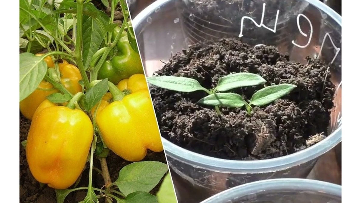 Dlaczego Twoja papryka wschodzi tak wolno? Ten 1 trik zmienia wszystko