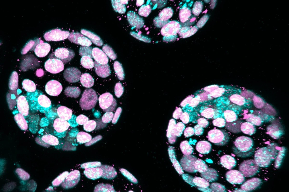 Dlaczego poziom tlenu w klinice IVF może decydować o zdrowiu dziecka