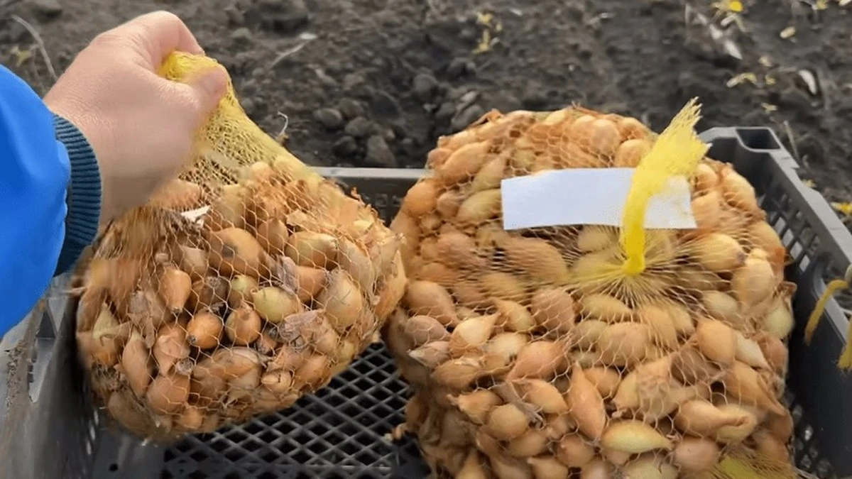 Dlaczego doświadczone gospodynie nigdy nie wyrzucają siatki po cebuli