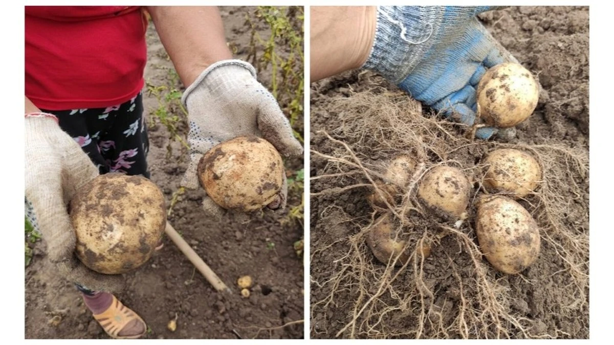 Dlaczego kopanie ziemniaków na raz to błąd? Sprytny sposób na większy plon