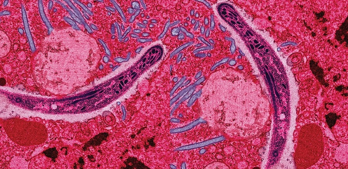 Naukowcy odkryli białko ARK1, czyli słaby punkt malarii - image 1