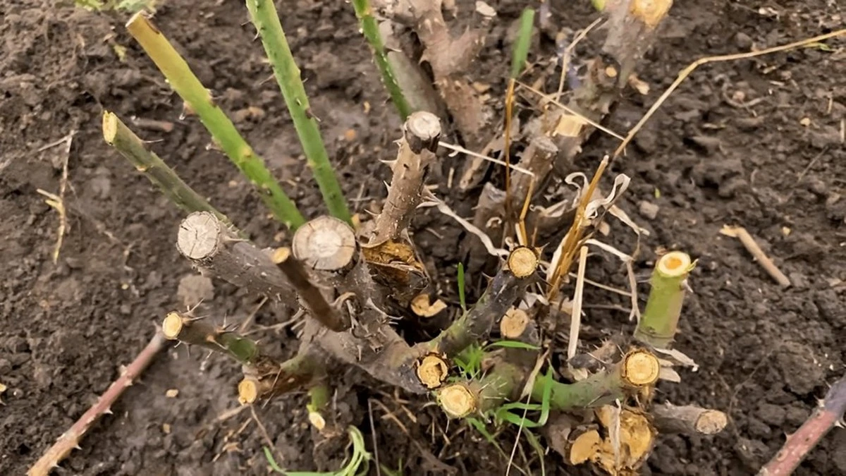 Dlaczego zbyt wczesne przycinanie róż to gwarancja słabego kwitnienia