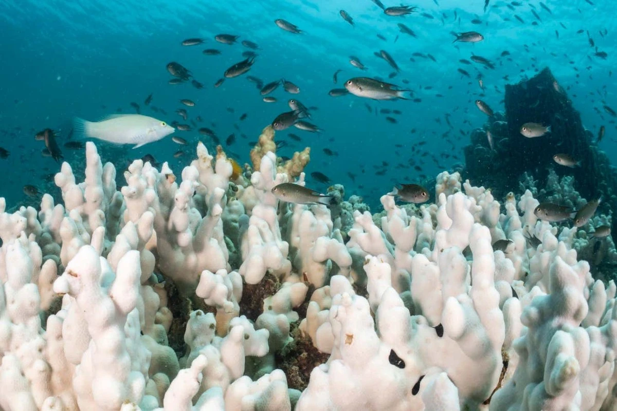 Ziemia nagrzewa się dwa razy szybciej: Dlaczego rok 2028 stał się nową krytyczną datą