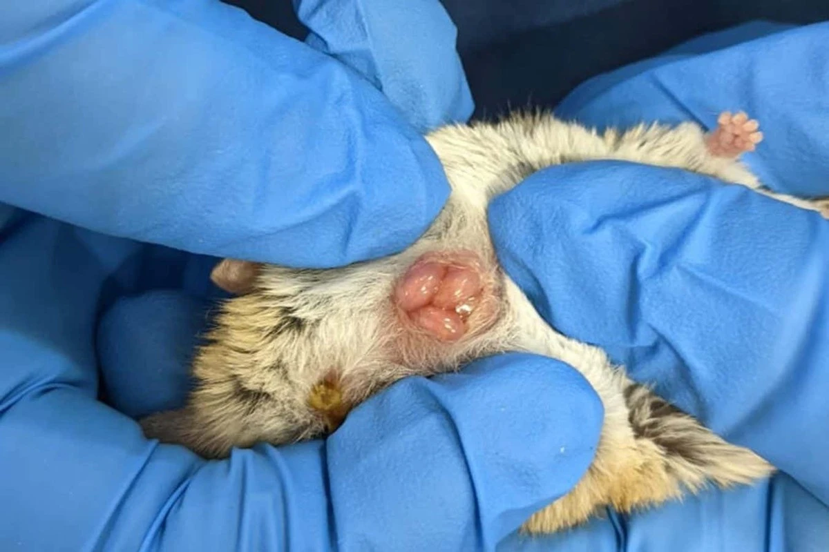 Dlaczego młode torbacze pełzną do torby matki zaraz po urodzeniu