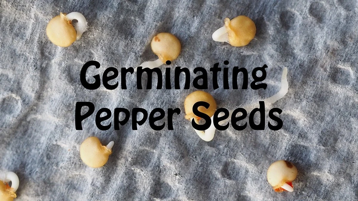 dlaczegodoswiad-extra-1.webp Dlaczego doświadczeni ogrodnicy zawsze moczą nasiona papryki w wodzie utlenionej - image 1