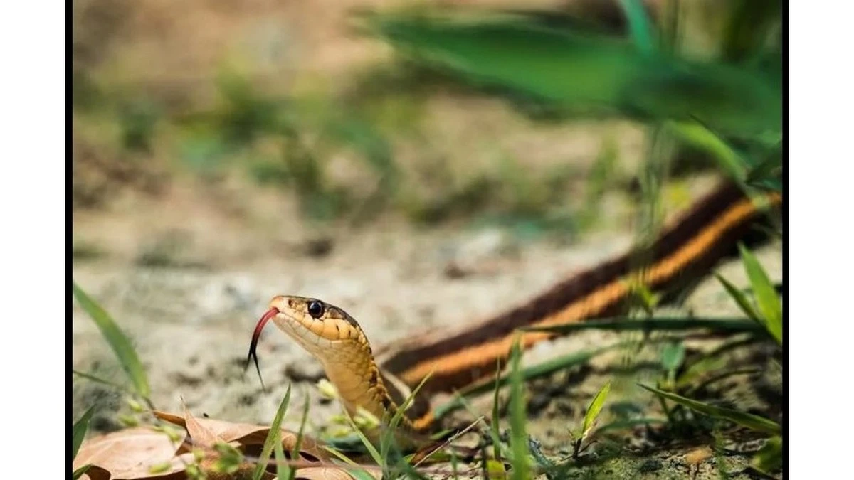 Dlaczego doświadczeni ogrodnicy zawsze sadzą te 5 roślin wzdłuż płotu