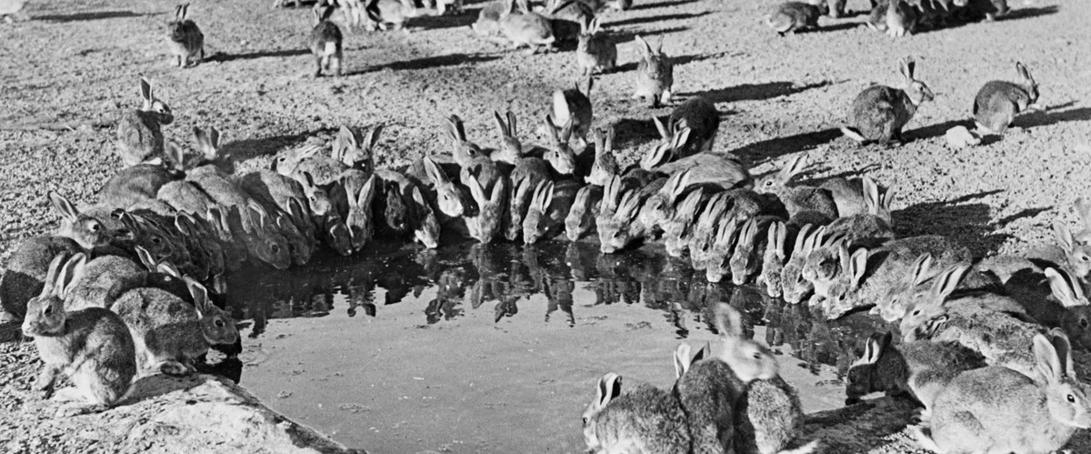 dlaczegoaustral-extra-1.webp Dlaczego australijskie władze oskarżyły mnie o śmierć 100 milionów królików - image 1