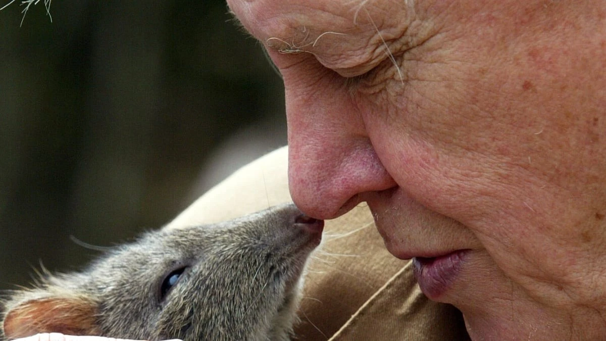 Sto lat Davida Attenborough: co legendarny przyrodnik dał światu