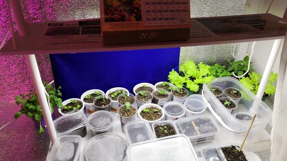 Dlaczego doświadczeni ogrodnicy zawsze stawiają folię aluminiową na parapecie