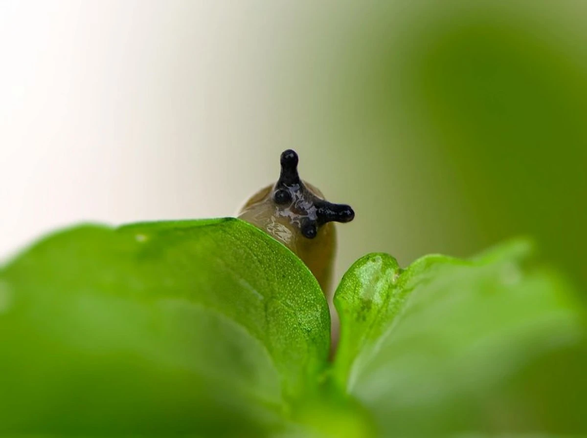 Dlaczego cukier puder nie uratuje Twoich roślin – oto co naprawdę działa na ślimaki
