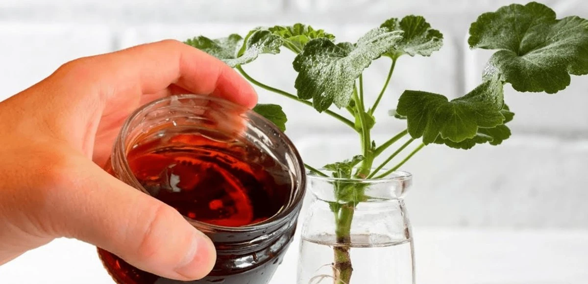 Jeden gram na litr wody: jak skutecznie ukorzeniać sadzonki