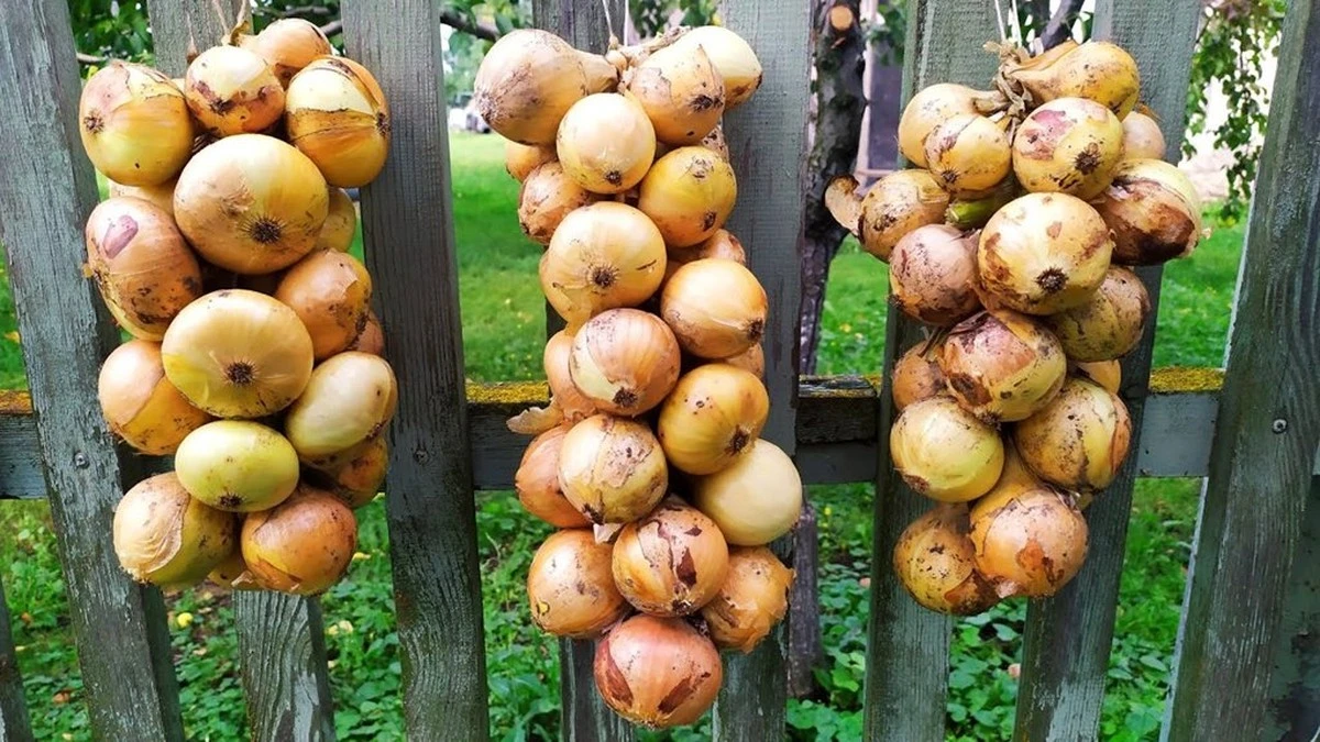 Dlaczego twoja cebula psuje się przed zimą i jak tego uniknąć za pomocą prostej metody