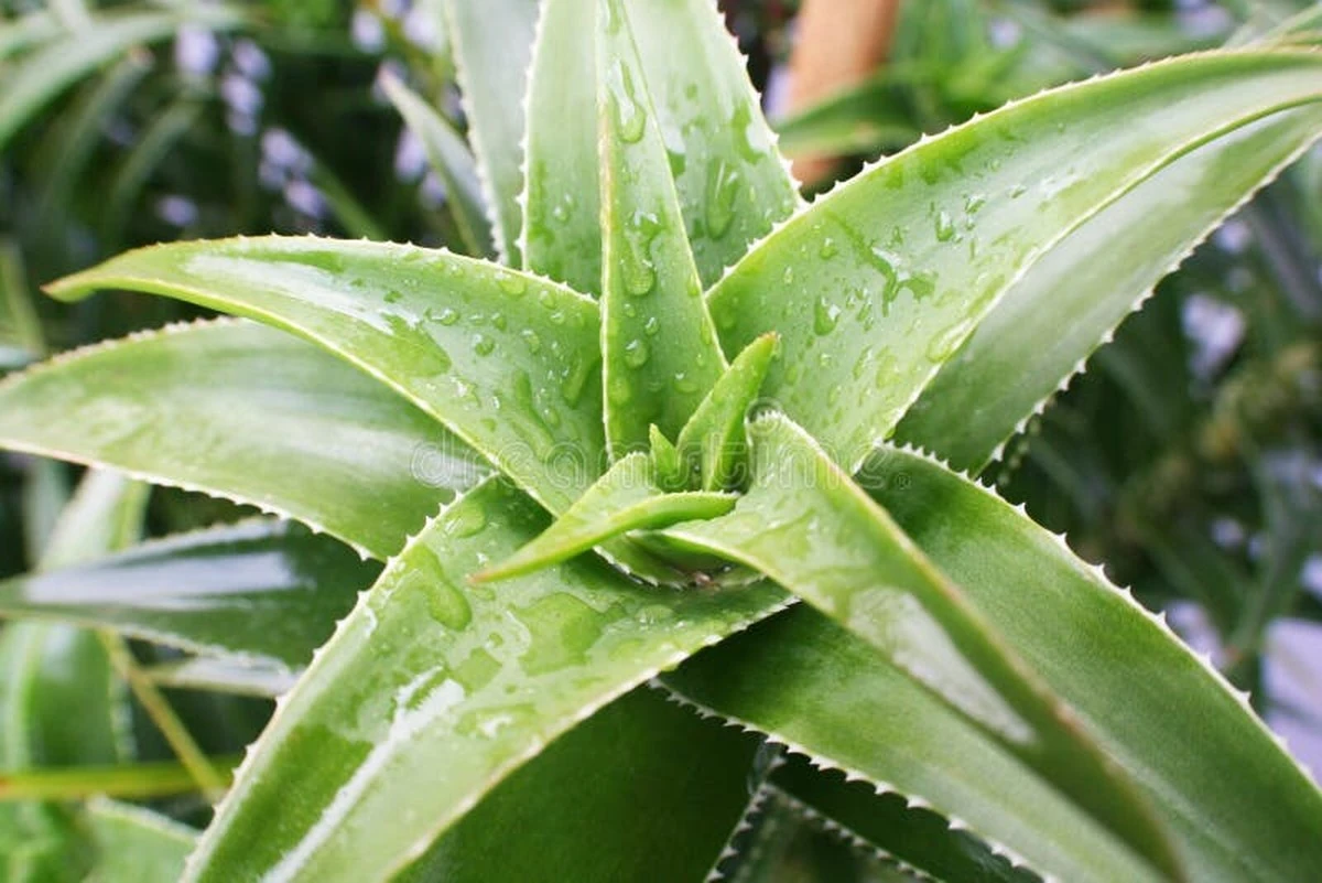 dlaczegonaukowc-extra-1.webp Dlaczego naukowcy zaczęli badać liście aloesu pod kątem pamięci - image 1