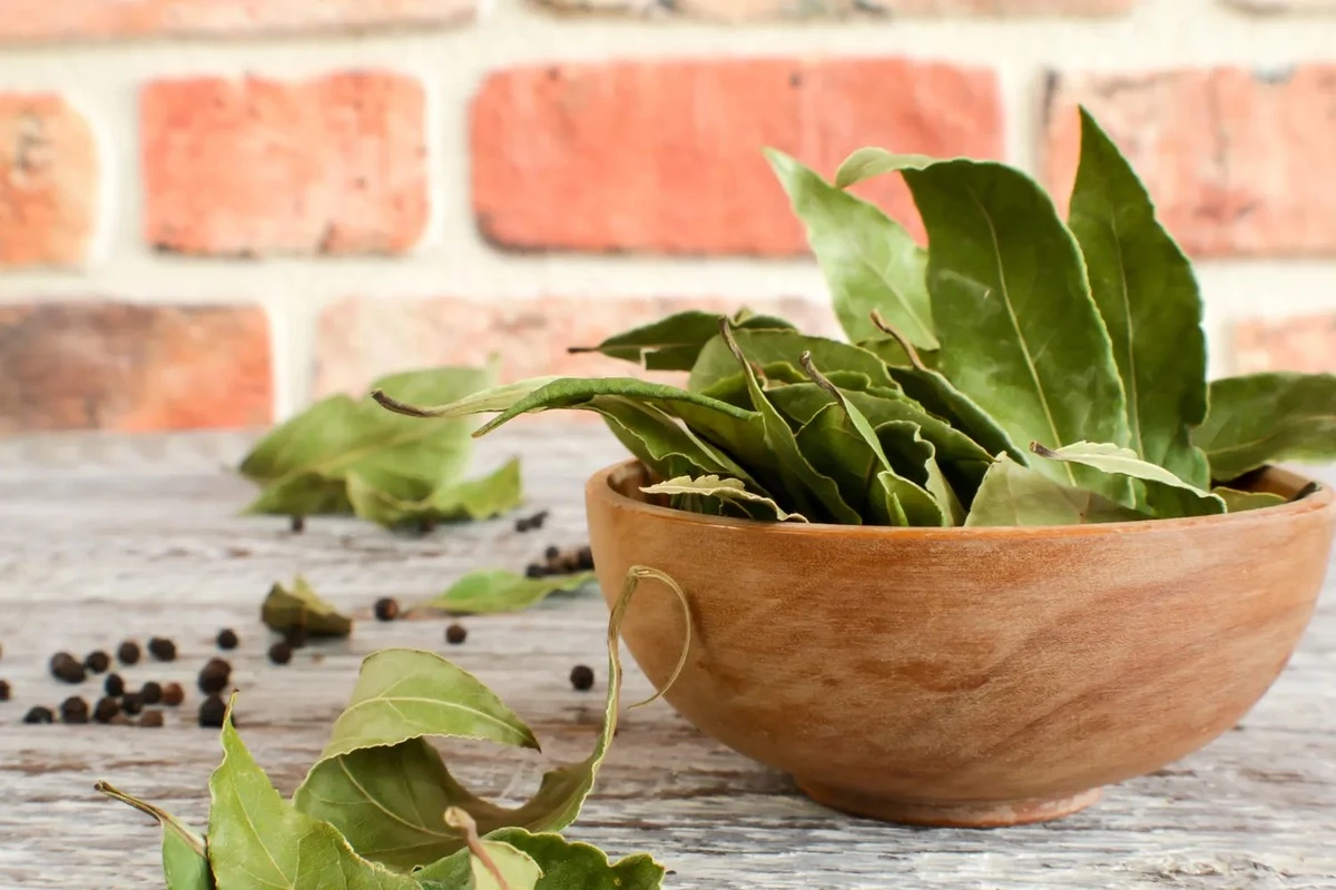 Dlaczego doświadczeni floryści wrzucają liście laurowe do doniczek z kwiatami