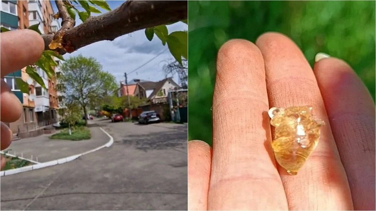 Dlaczego jedzenie żywicy z drzew to zły pomysł: opinia gastroenterologa