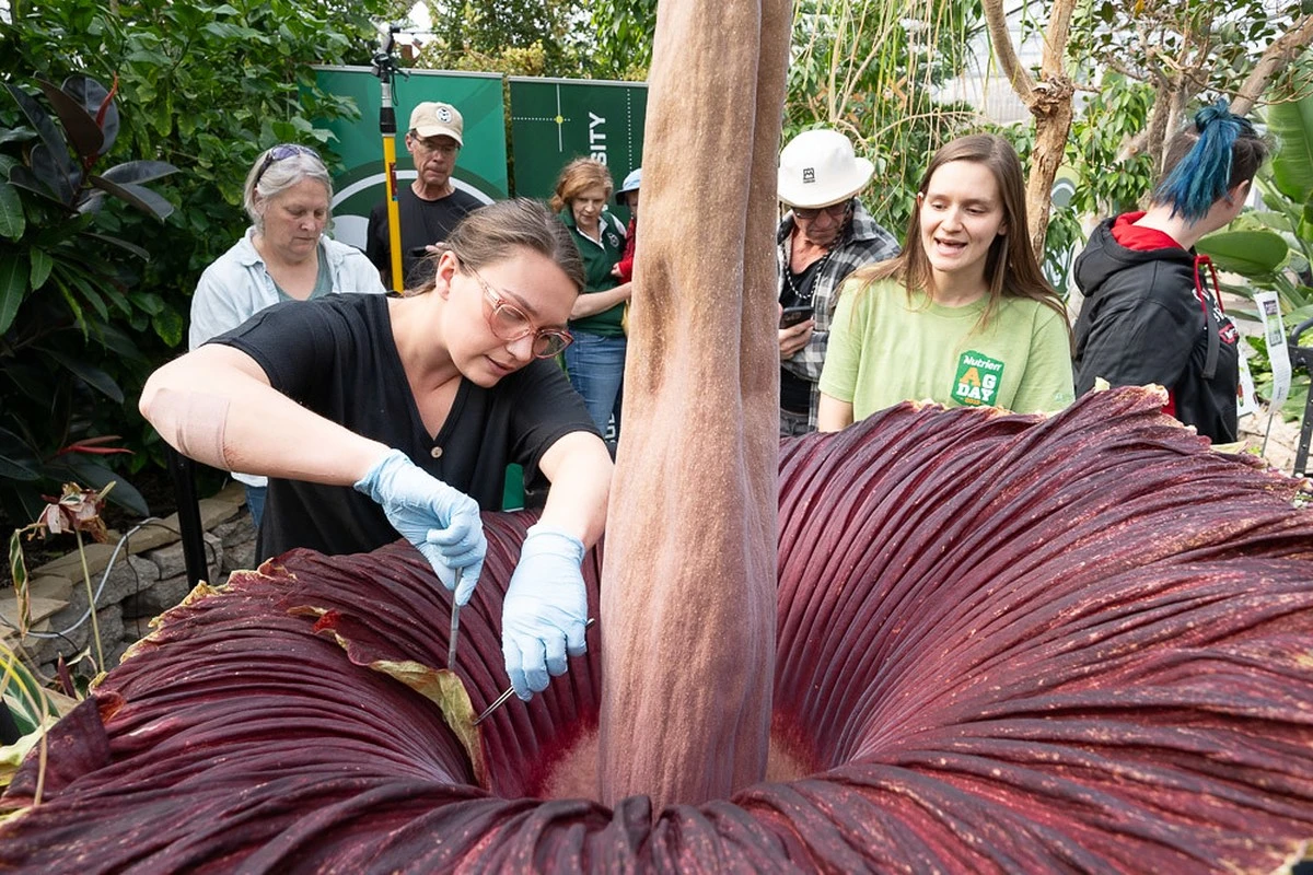 dlaczegosetkilu-extra-1.webp Dlaczego setki ludzi ustawiają się w kolejce, by poczuć ten odór w Kew Gardens - image 1