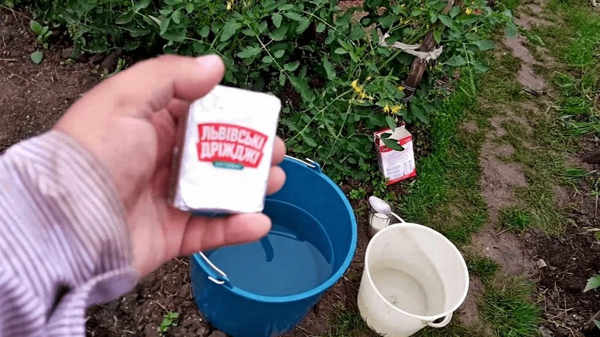 Dlaczego doświadczeni ogrodnicy podlewają krzewy roztworem drożdży