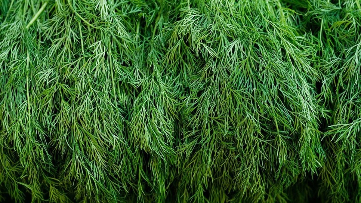 Dlaczego warto pić zimną wodę z koperkiem przed każdym posiłkiem