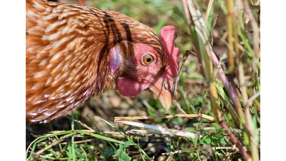 Dlaczego szampon dla psów wygrywa z drogimi środkami w walce z pasożytami u kur