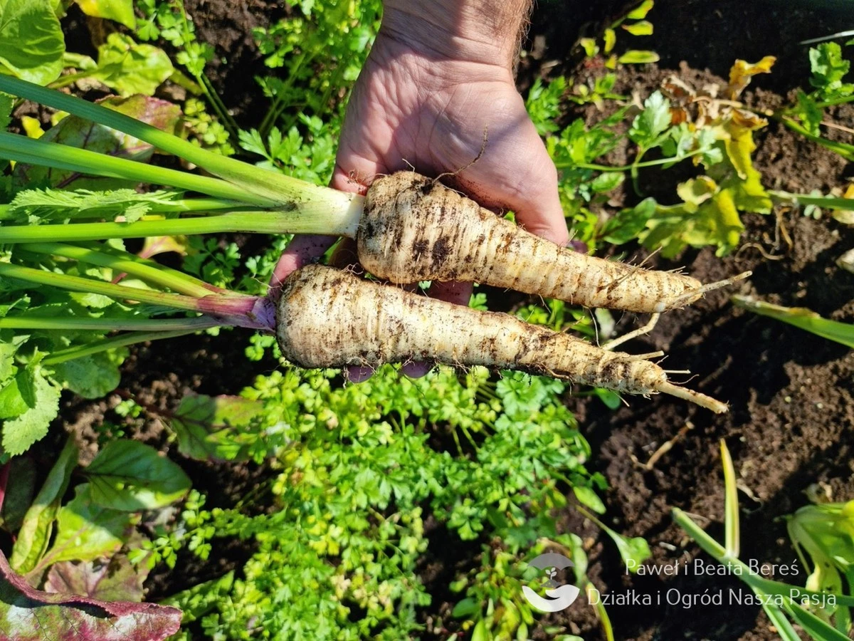 Uprawa pasternaku: dlaczego warto zamienić ziemniaki na ten warzywny klasyk - image 1