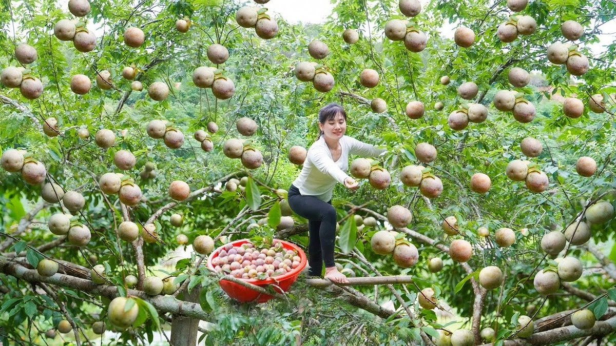 Dlaczego twoje śliwy dają tylko jedno wiadro owoców zamiast stu kilogramów - image 1