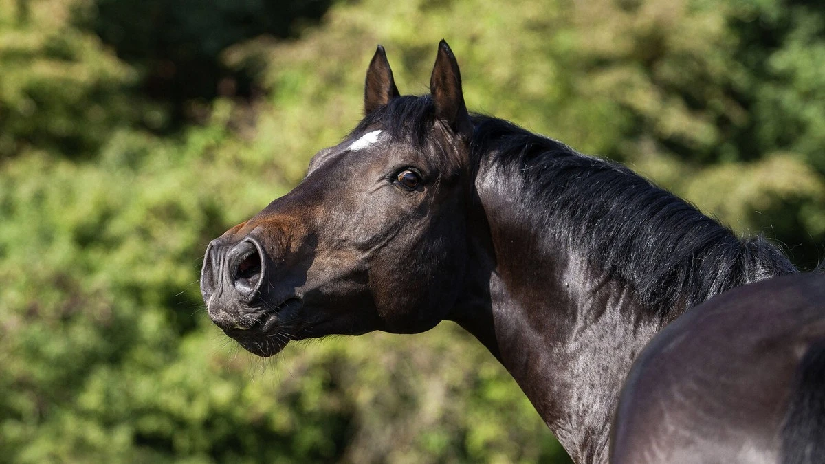 Dlaczego konie rżą na dwa głosy: naukowcy odkryli ukryty gwizd w ich krtani - image 1