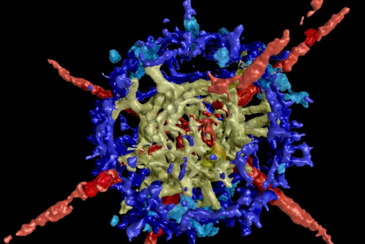 Kamień wielkości ziarnka ryżu, który zmienił nasze spojrzenie na historię oceanów