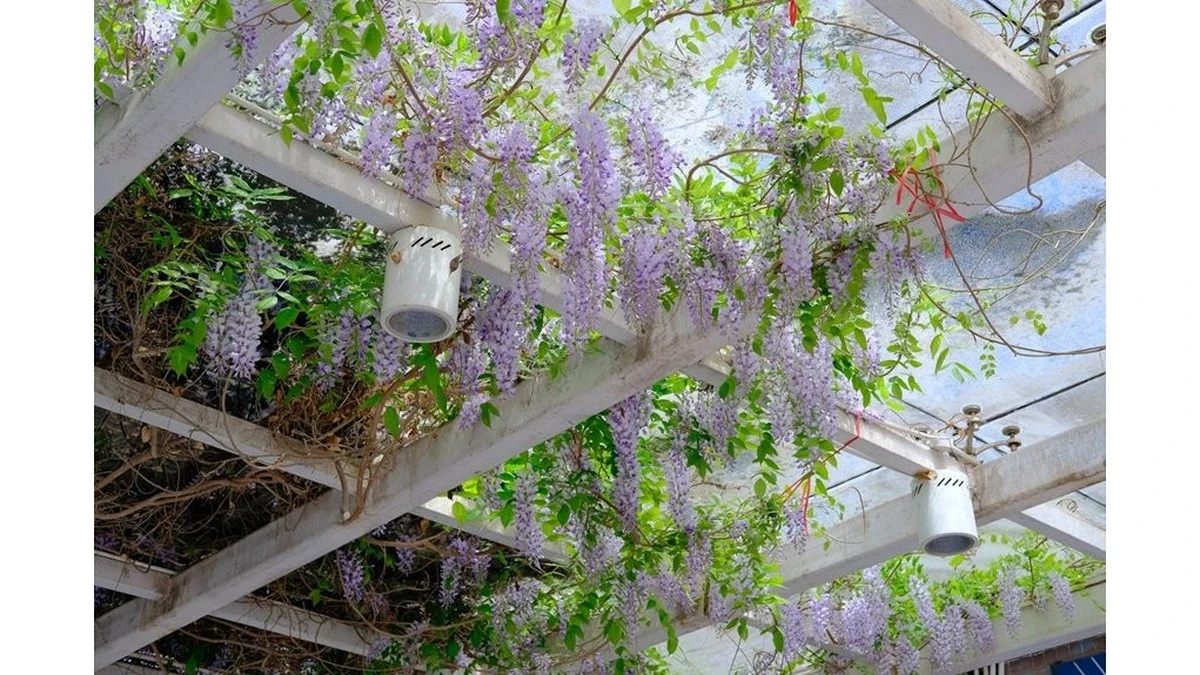 Dlaczego wisteria to najlepszy wybór, by odmienić zwykłą pergolę w ogrodzie