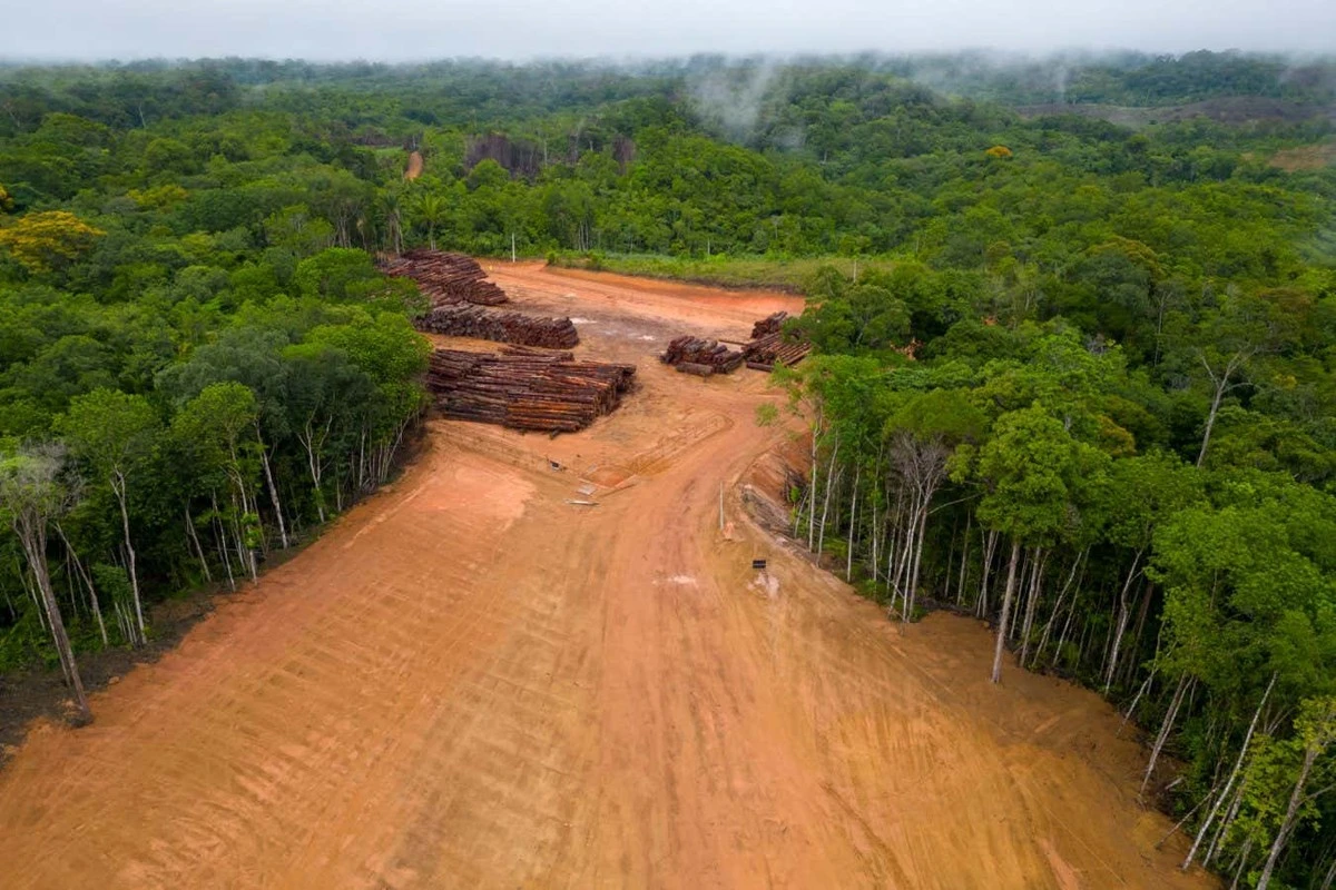 Kredyty węglowe a ochrona lasów: dlaczego kupujesz „powietrze” zamiast ratować naturę