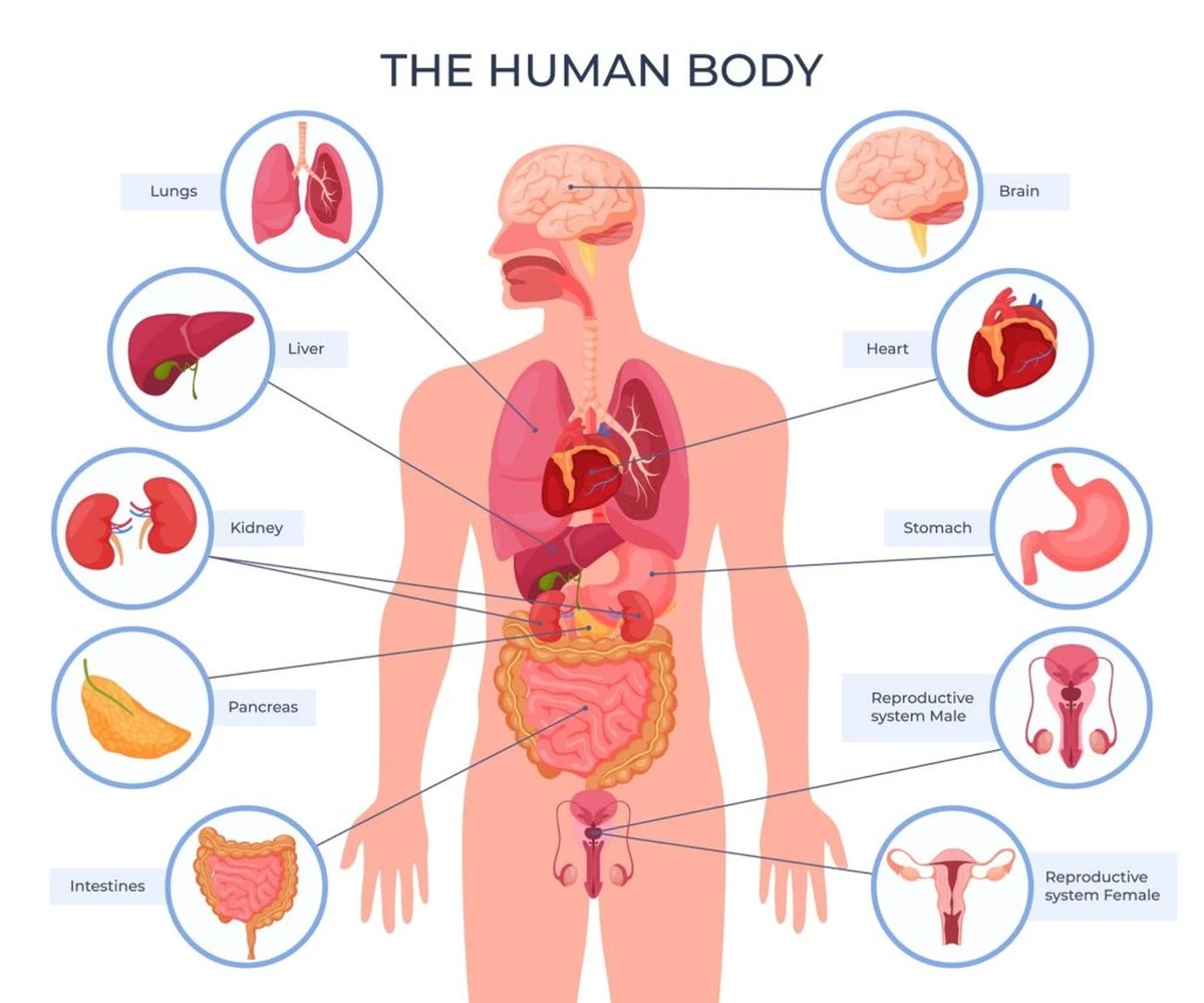 Dlaczego naukowcy przestali uważać ludzi za wyjątkowych: lekcja anatomii, która zmienia wszystko - image 1
