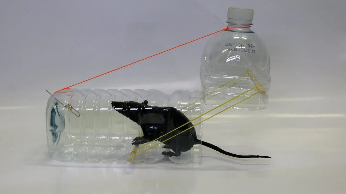 Ukryty sposób na myszy: dlaczego plastikowa butelka działa lepiej niż drogie pułapki - image 1