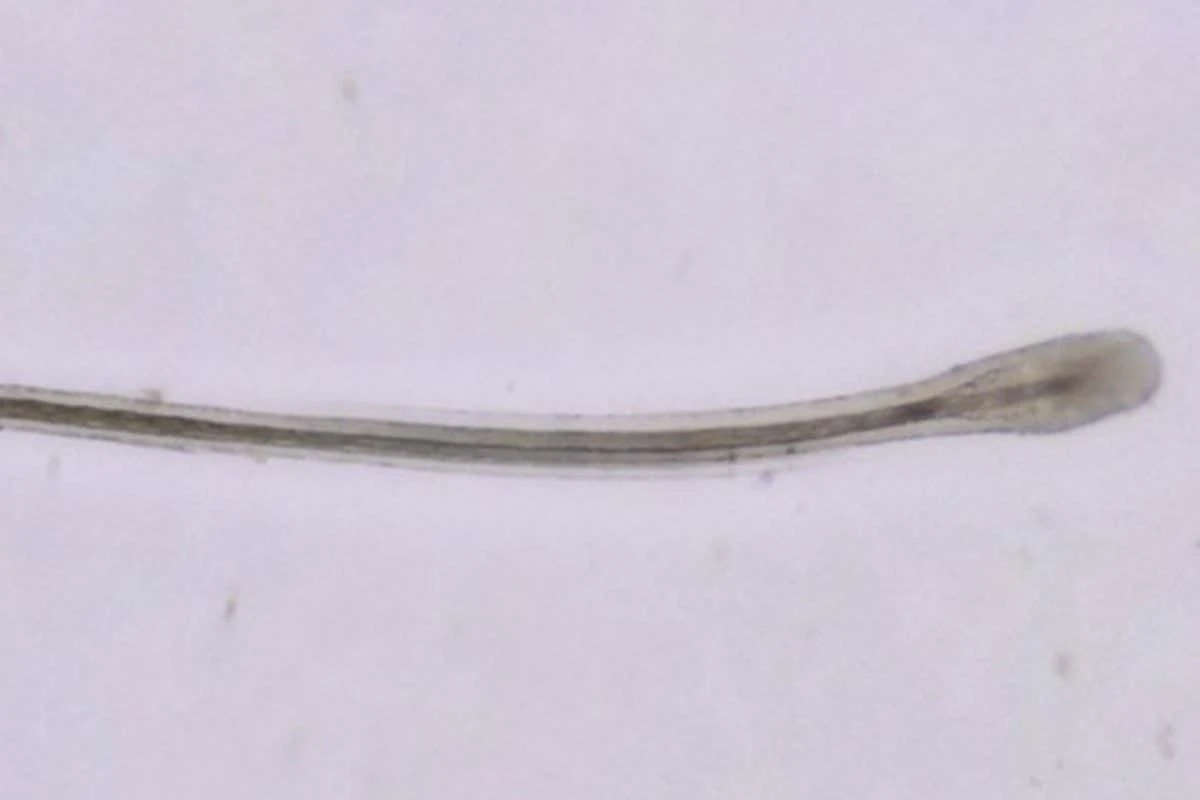 Dlaczego naukowcy zaczęli dodawać trzeci składnik do hodowli włosów - image 1