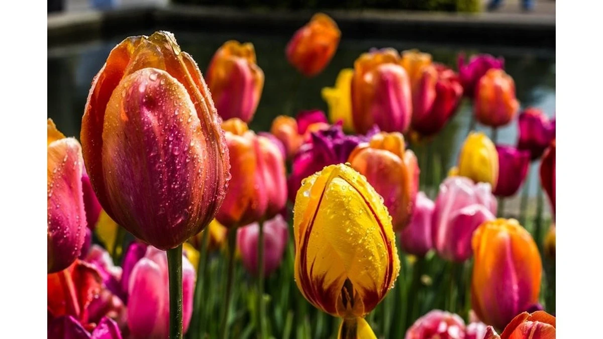 Dlaczego holenderscy ogrodnicy zawsze podają tulipanom trzy różne „koktajle”