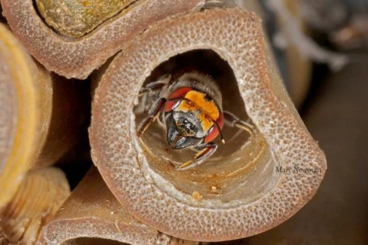 5,5 miliona pszczół pod cmentarzem: dlaczego te insekty wybrały tak nietypowy dom - image 1