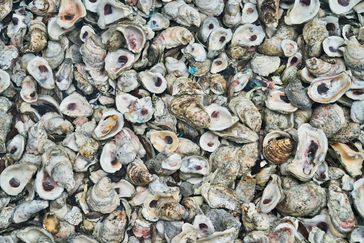 Wrzucili 500 tysięcy ton muszli do oceanu. Początkowo chcieli ich zakazać, a potem wydarzyło się to