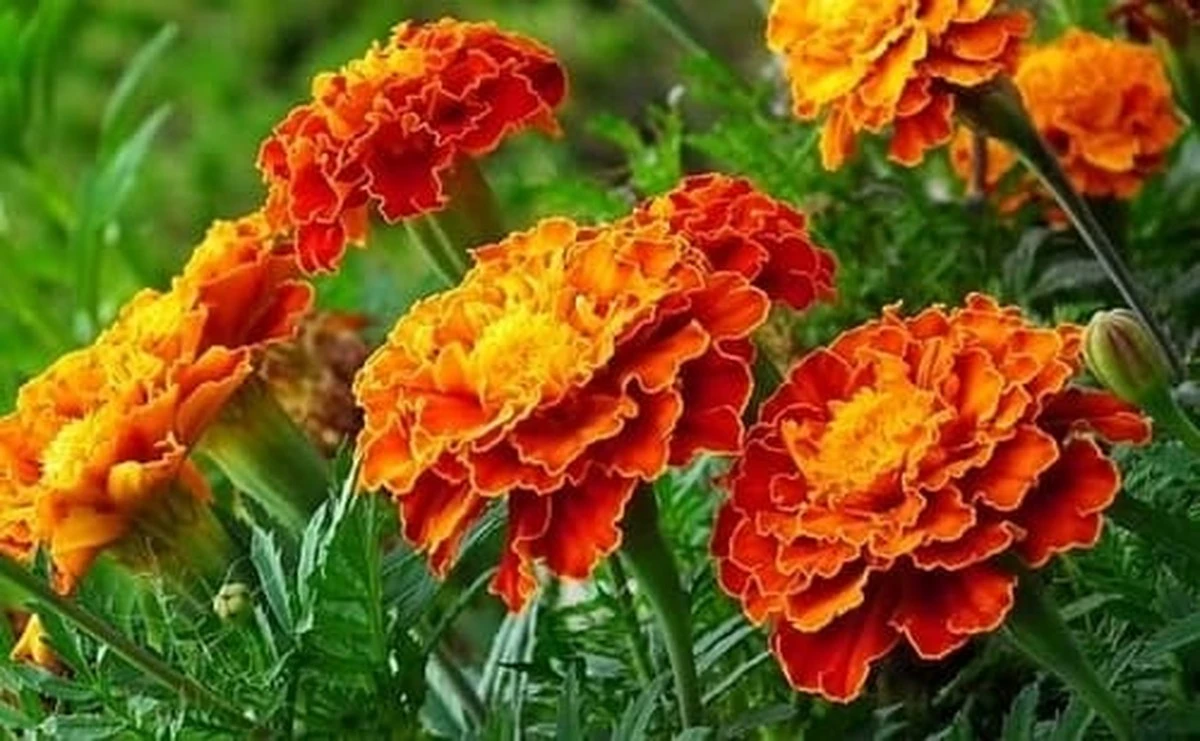 Rośliny na grób, które posadzisz raz na dekadę: zapomnij o pieleniu - image 1