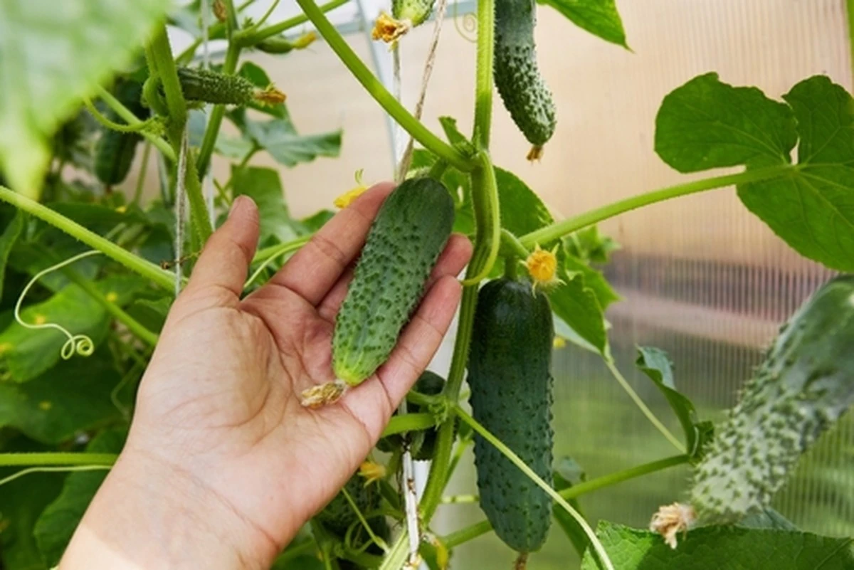 Dlaczego doświadczeni ogrodnicy sadzą dwie różne odmiany ogórków obok siebie