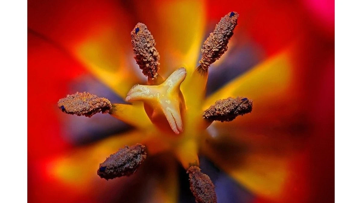 Dlaczego twoje tulipany więdną? Holenderski sposób na idealną rabatę