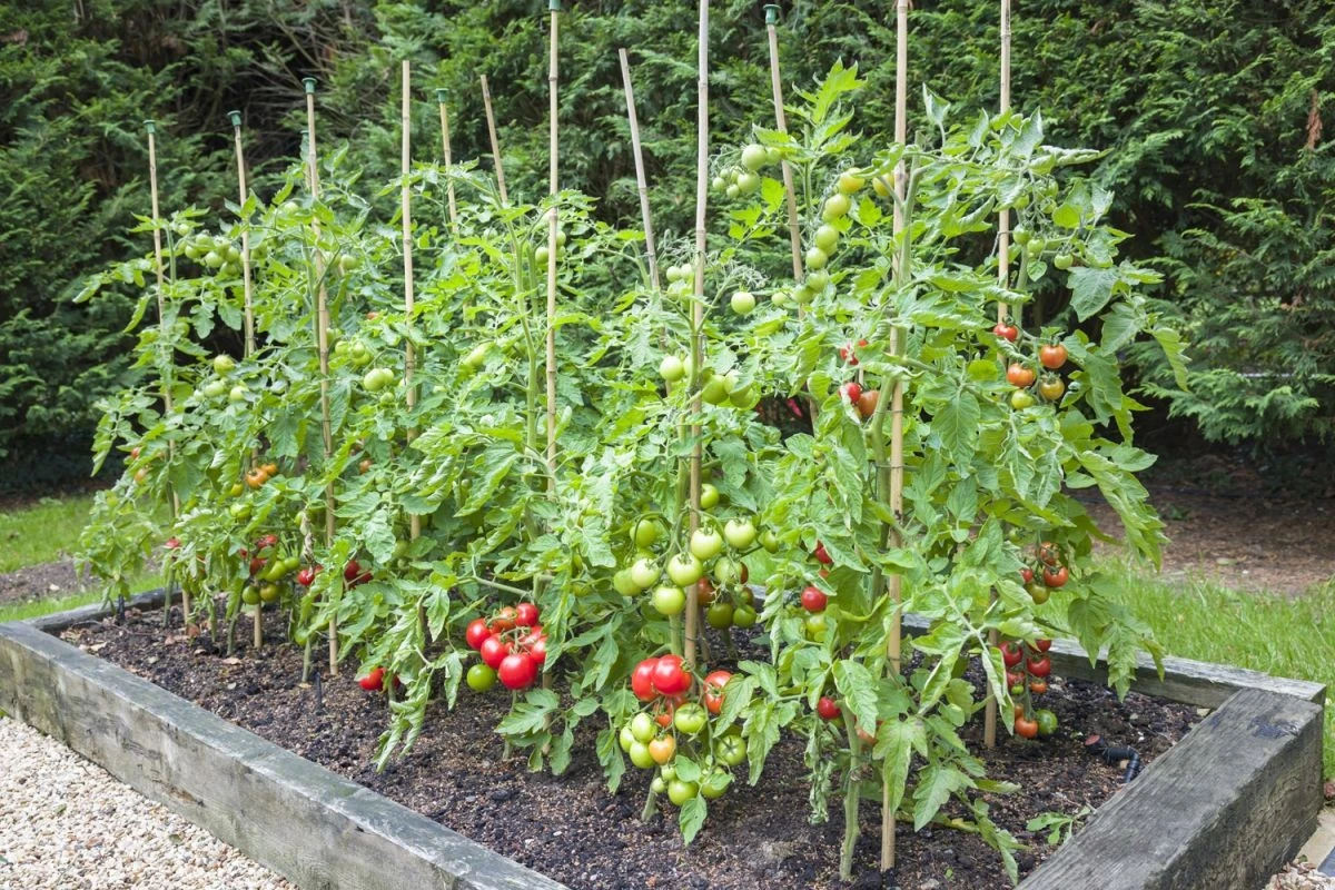 Dlaczego doświadczeni ogrodnicy na targu wyrywają sobie z rąk te nasiona pomidorów - image 1
