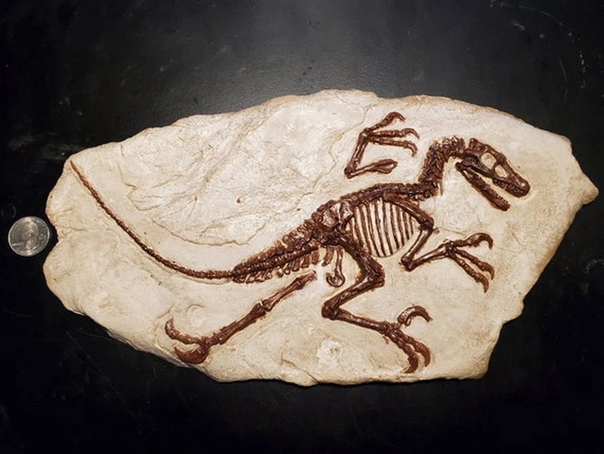 Dlaczego ten drapieżny dinozaur był mniejszy od kurczaka - image 1