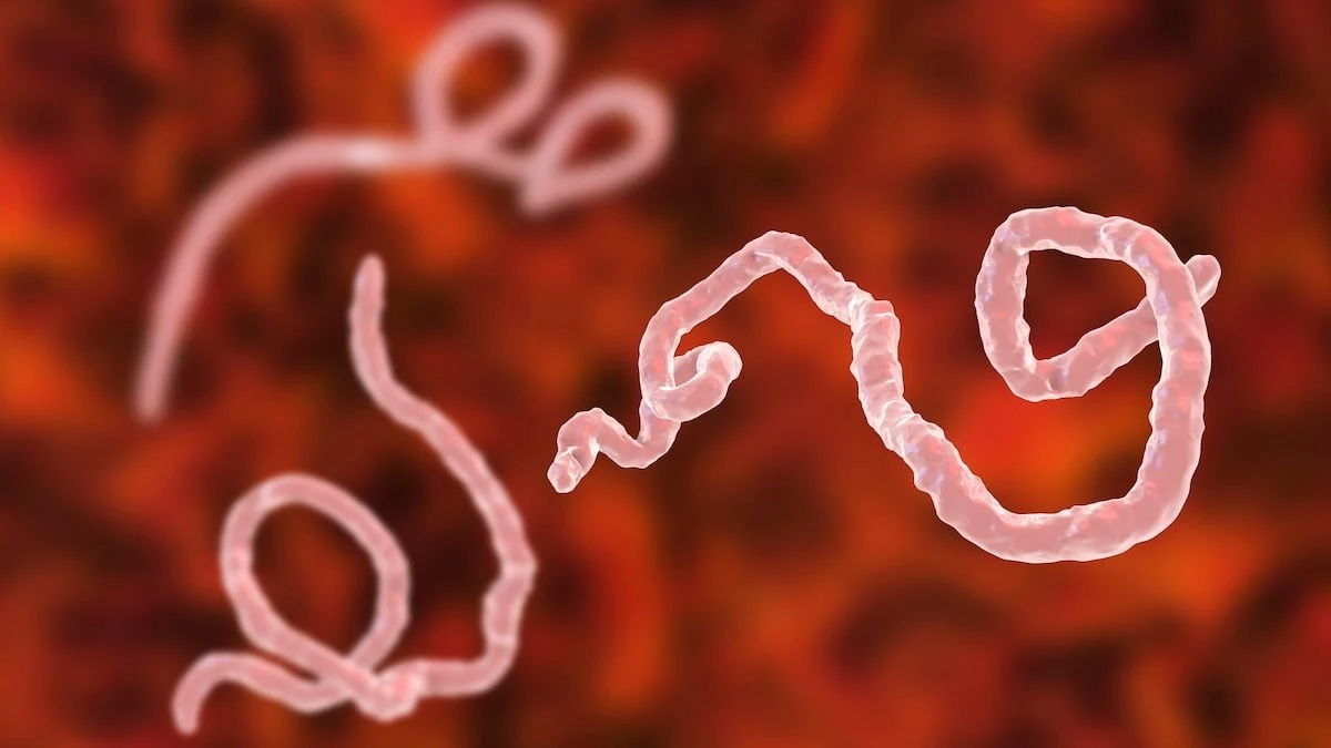 Wirus Ebola: dlaczego ten wybuch różni się od wszystkich poprzednich