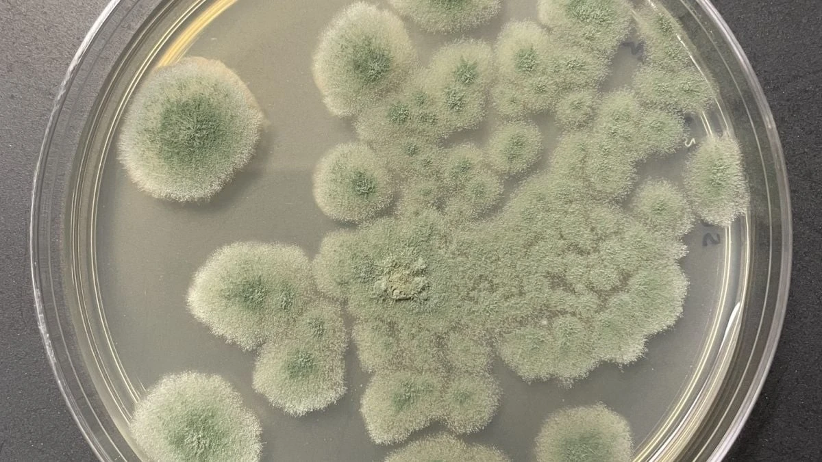 Ten grzyb przetrwa w kosmosie i może stać się pasażerem na gapę w drodze na Marsa