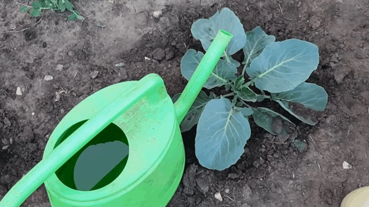 Dlaczego doświadczeni ogrodnicy wsypują gorczycę pod kapustę