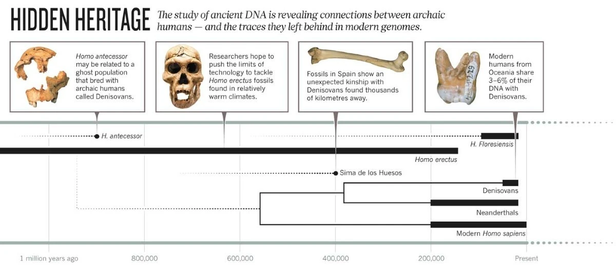 dlaczegoniemalk-extra-1.webp Dlaczego niemal każdy z nas ma w sobie geny neandertalczyka - image 1