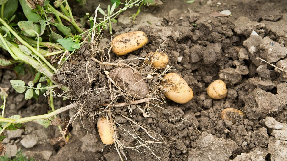 Dlaczego twoje ziemniaki są podziurawione: co robić, gdy w glebie zamieszkał drutowiec - image 1