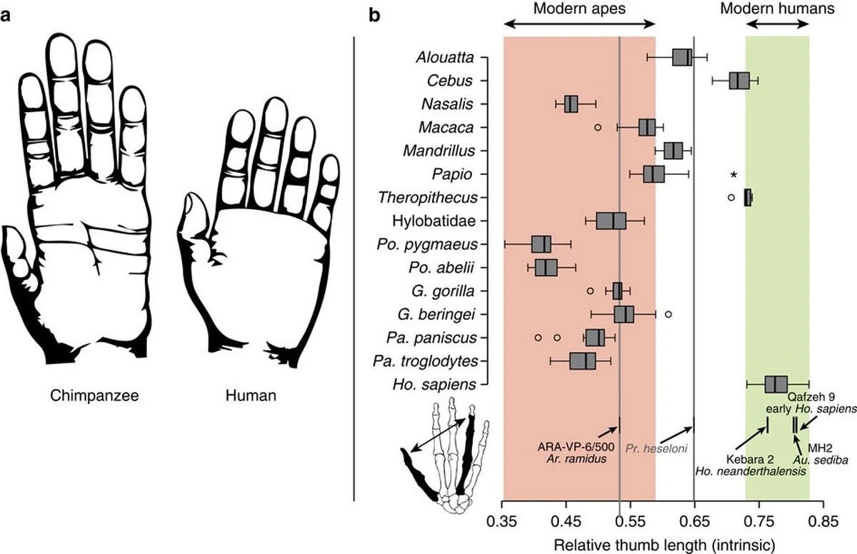 Dlaczego nasze kciuki są inne? Odkryto, jak jeden detal dłoni stworzył ludzką inteligencję - image 1