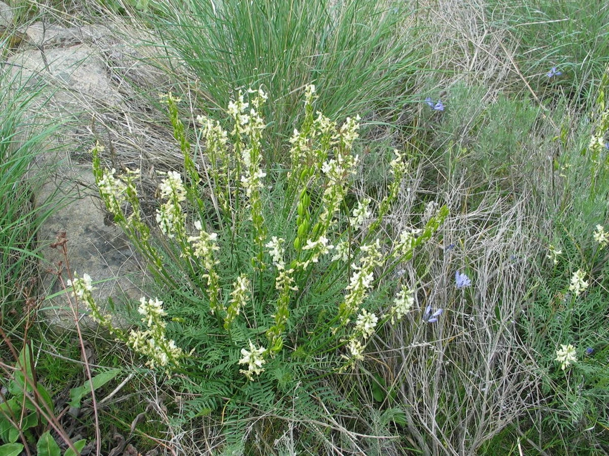 Dlaczego farmaceuci wolą tę roślinę od drogich suplementów z reklamy - image 1