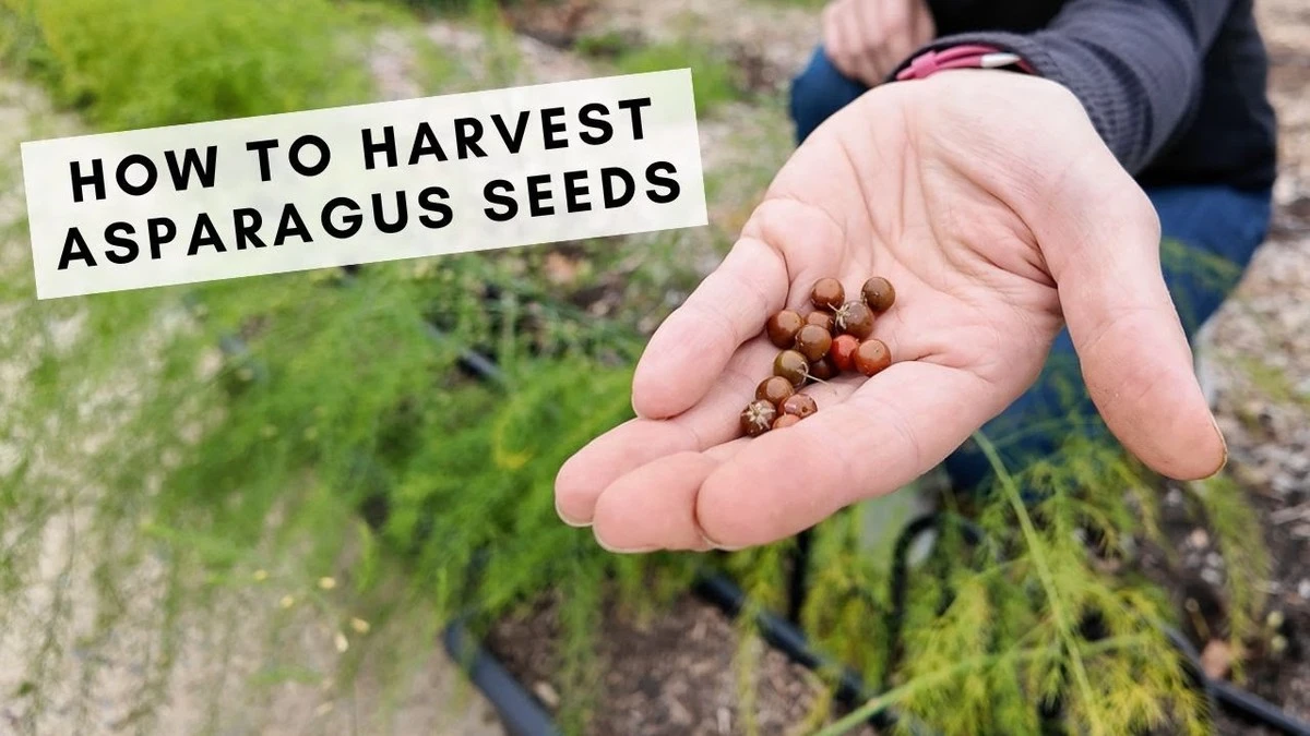 Dlaczego szparagi nie wschodzą w twoim ogrodzie: sekret doświadczonych ogrodników - image 1