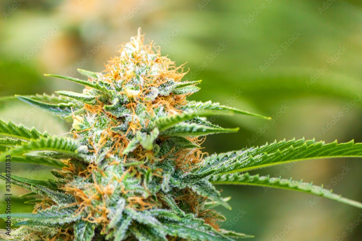 Dlaczego naukowcy podają związki konopi myszom z otłuszczoną wątrobą - image 1