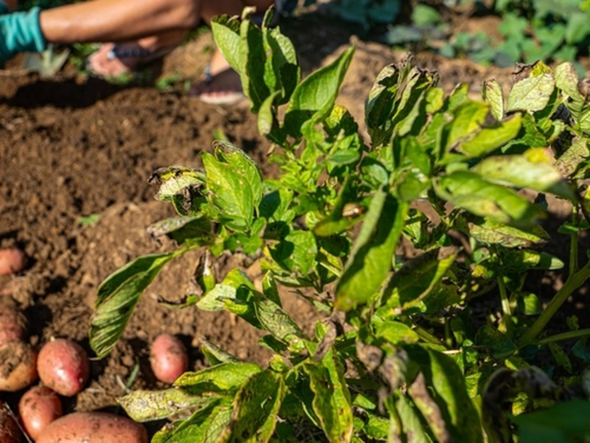 Dlaczego doświadczeni rolnicy sadzą teraz wyłącznie ziemniaki Królowa Anna
